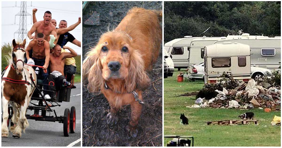 Photo of Abuser travellers leave behind a dead dog in the Red Rose Database